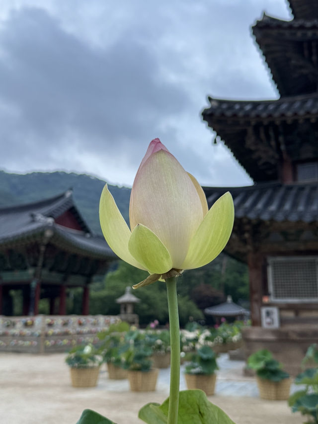 법주사에서 시원하게 여름휴양하기