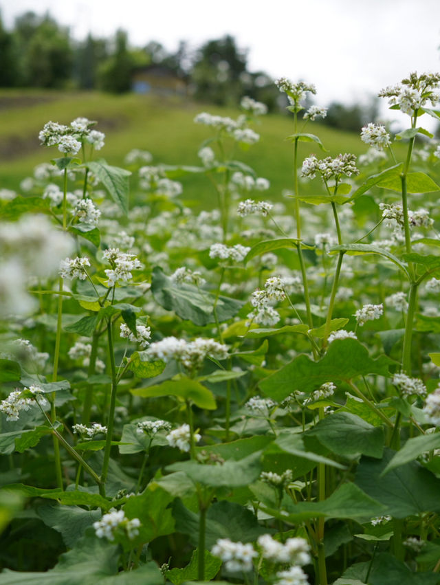 【夏旅×信州2泊3日】  一面の蕎麦の花  青空とのコントラストが絶景