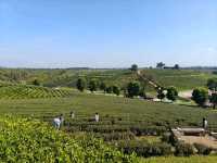 Tea with a View? Say Less! Choui Fong is Pure Bliss