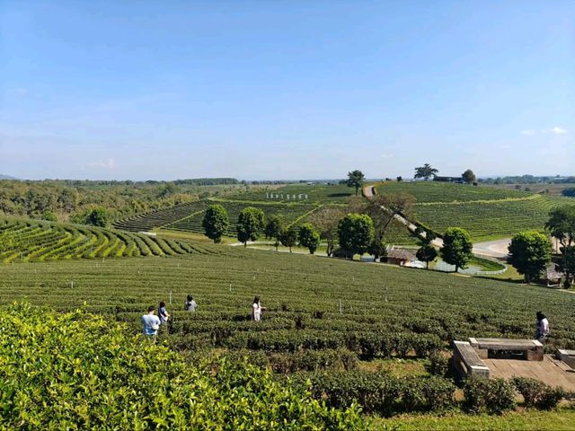 Tea with a View? Say Less! Choui Fong is Pure Bliss