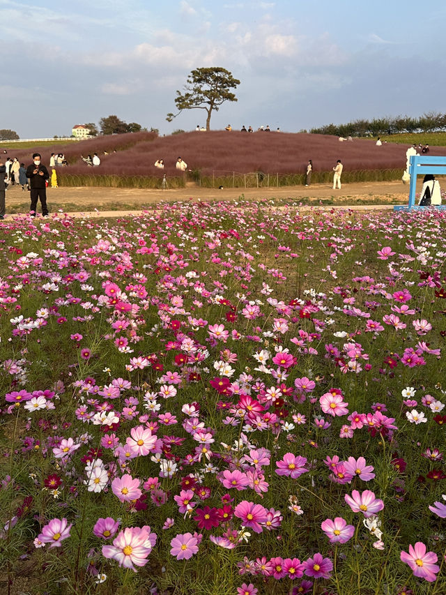 안성팜랜드에서 예쁜 꽃 구경