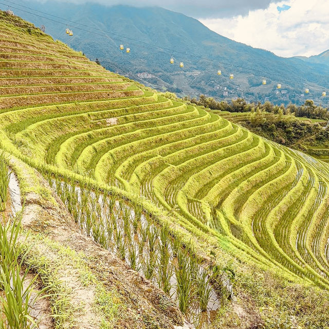 Longji Rice Terraces: A Solo Traveler’s Journey Through China’s Dragon Spine Mountains"** 🐉🌾
