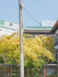 피드로도 기록해보는 창원의 노란빛 순간들💛