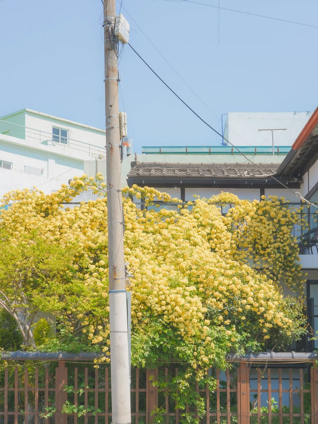 피드로도 기록해보는 창원의 노란빛 순간들💛