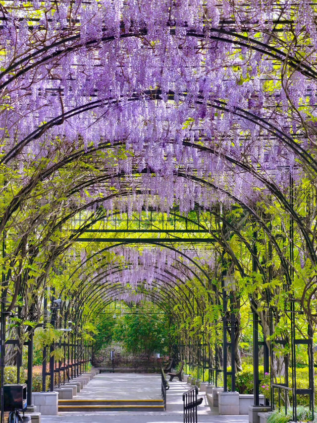 Shanghai’s “The Garden of Words” Vibes in Spring | A Hidden Gem in the City 🌸✨