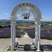 Hinode Lavender Garden: A Solo Traveler’s Purple Paradise in Hokkaido"** 🪻🏔️   