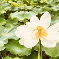 🌸✨ *Hoesan White Lotus Pond (회산 백련지): A Dreamy Sea of Sacred Blossoms* 🏞️💮