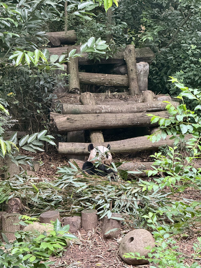 Panda Research Base Chengdu 🐼