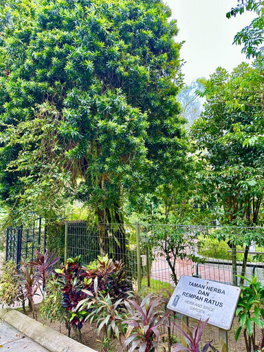 邦楽 garden 🌿 Herb & Spice Garden – A Fragrant Stroll Through Nature's