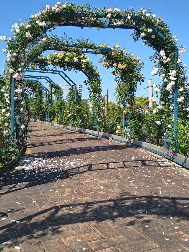 【エコパーク水俣バラ園】色とりどりのバラに包まれる、癒しの花園🌹🌞