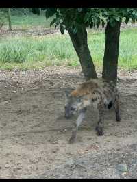 🦁秋吉台サファリランド｜動物たちと超接近！ドキドキのサファリ体験