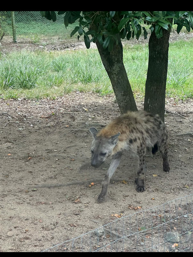 🦁秋吉台サファリランド｜動物たちと超接近！ドキドキのサファリ体験