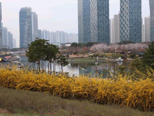 봄의 센트럴파크