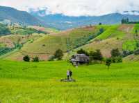 🌾 ป่าบงเปียง – วิวหลักล้านกลางทุ่งนาเขียวขจี 🍃💚