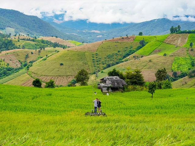 🌾 ป่าบงเปียง – วิวหลักล้านกลางทุ่งนาเขียวขจี 🍃💚 🌾 ป่าบงเปียง – วิวหลักล้านกลางทุ่งนาเขียวขจี 🍃💚