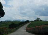 ดื่มชาร้านดัง วิวหลักล้าน“ไร่ชาฉุยฟง”