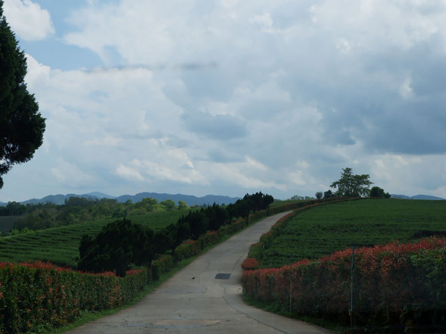 ดื่มชาร้านดัง วิวหลักล้าน“ไร่ชาฉุยฟง”