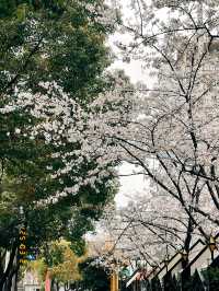 Mùa xuân ở Nam Kinh