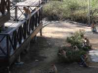 The Staged Wilderness Honk: A Moral Play Between Eco-Tourism and Animal Performance 