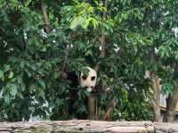 Chengdu Panda Base