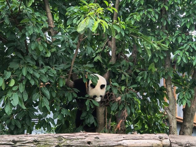 Chengdu Panda Base