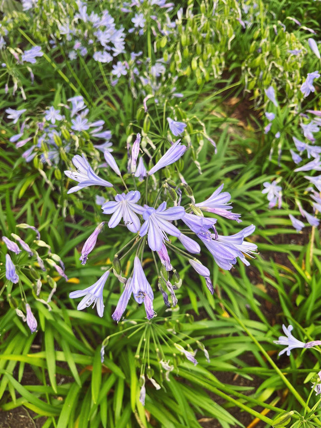 🇳🇿紐西蘭必訪 · 漢米爾頓花園｜一座活的園林藝術博物館 🌿✨