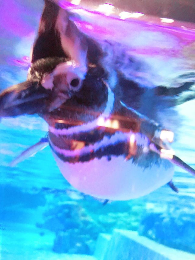 🐧 天空の街で出会う癒し──すみだ水族館・ペンギン展示の思い出 🐧 天空の街で出会う癒し──すみだ水族館・ペンギン展示の思い出