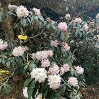 Dreamy Nature in Royal Botanic Gardens (Edinburgh)