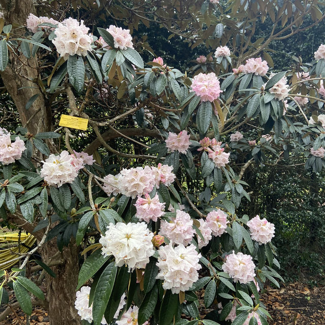 Dreamy Nature in Royal Botanic Gardens (Edinburgh)