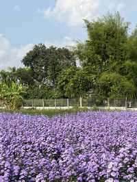 🌸 รีวิว I Love Flower Farm
