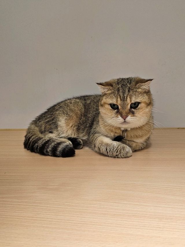 貓奴最愛打卡位推介😻