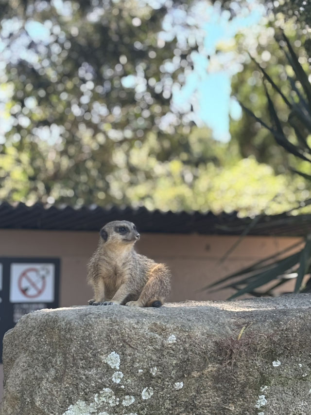 🇯🇵 Shirahama Adventure World Zoo Day🦒 🇯🇵 Shirahama Adventure World Zoo Day🦒