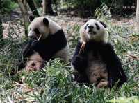 Panda Valley Bliss🐼  