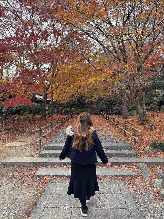 大阪近郊紅葉靚景（期間限定）