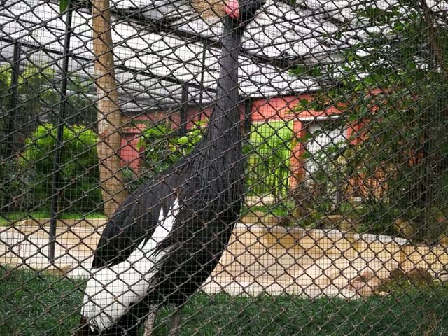 秋季最佳賞鳥推薦｜香港動植物公園