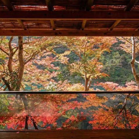 Golden Leaves Glow🍁