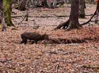 Mount Changbai: China's Sacred Peak Where Nature Writes Poetry 🏔️❄️