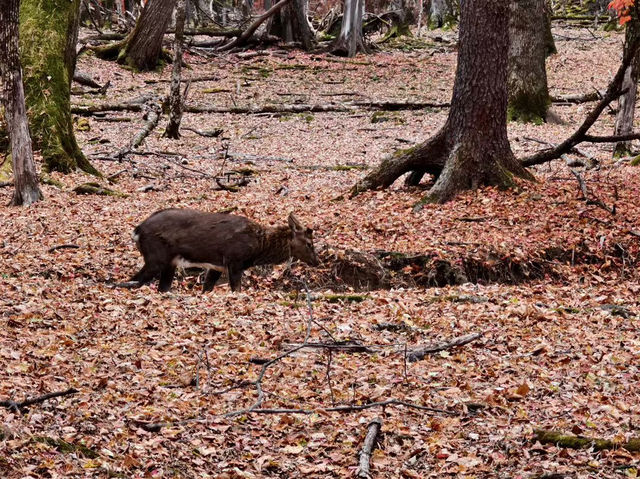 Mount Changbai: China's Sacred Peak Where Nature Writes Poetry 🏔️❄️