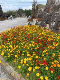 ┃香川県まんのう町┃秋限定の花畑コスモス