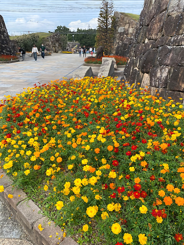 ┃香川県まんのう町┃秋限定の花畑コスモス