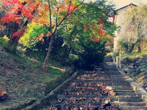 Where the Shogunate Began: My Solo Pilgrimage to Oka Castle