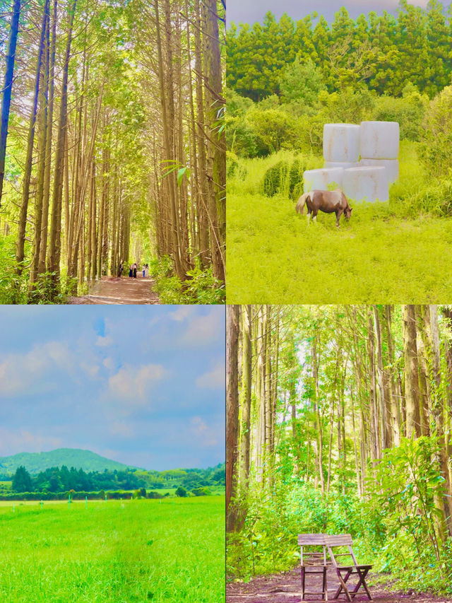 잊을 수 없는 가을 야외데이트 🍁🌿 제주 비밀의 정원