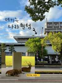 정말 나라는 “사슴의 도시”란 말이 딱이에요!🫎✔️