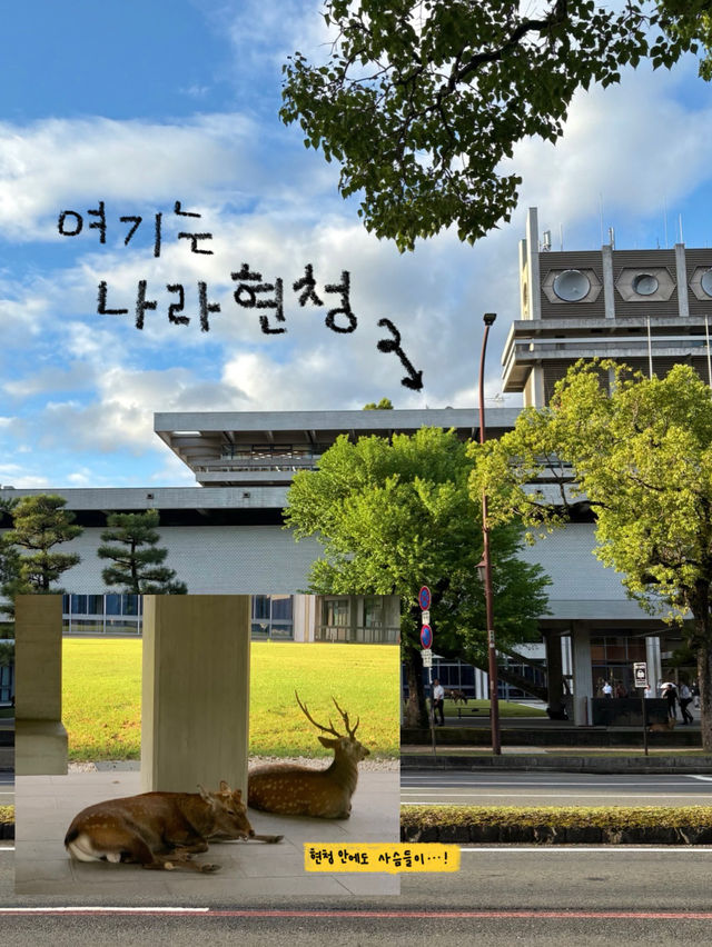 정말 나라는 “사슴의 도시”란 말이 딱이에요!🫎✔️