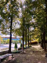 월드컵 공원과 메타세콰이어길🌳