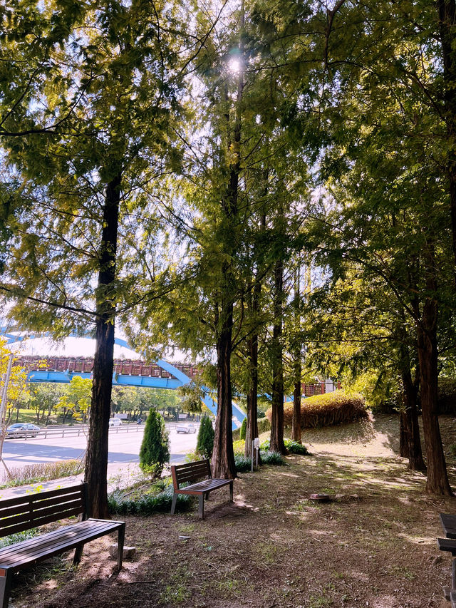월드컵 공원과 메타세콰이어길🌳