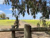 野花樹影下的寫意時光 brimbank park with golden flowers on the ground 