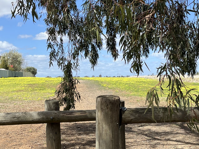 野花樹影下的寫意時光 brimbank park with golden flowers on the ground 