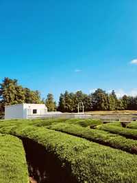 Beautiful Greenery and Refreshing Air