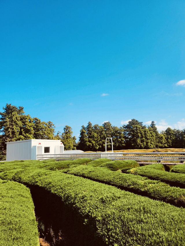 Beautiful Greenery and Refreshing Air